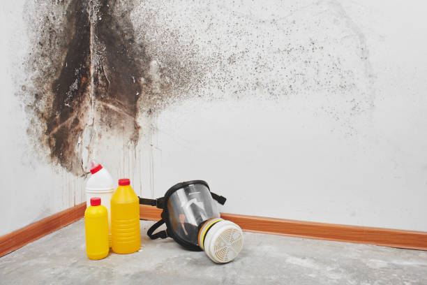 Best Mold Testing  in Morrisville, NC