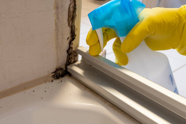 Best Mold Remediation Experts  in Morrisville, NC