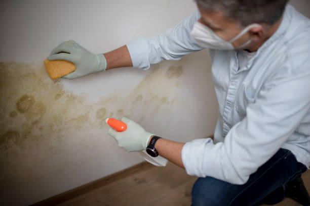 Mold Removal Process in Morrisville, NC