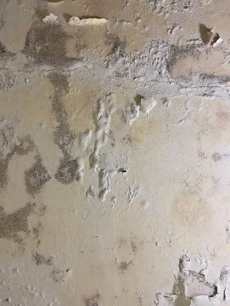Best Mold Removal Company Near Me  in Morrisville, NC