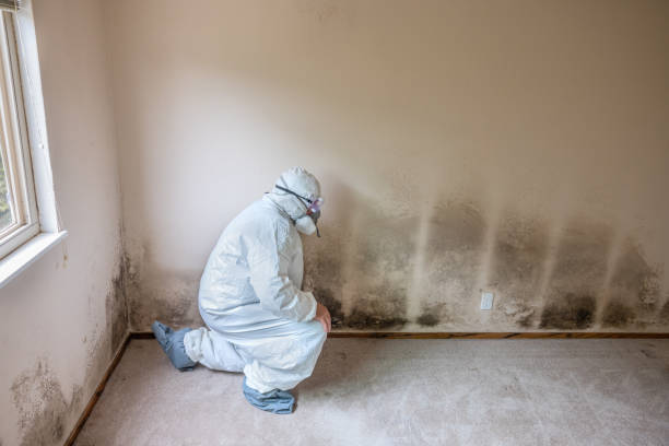  Morrisville, NC Mold Removal Pros
