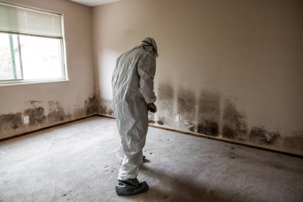 Best Mold Remediation  in Morrisville, NC