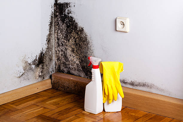 Best Black Mold Removal  in Morrisville, NC