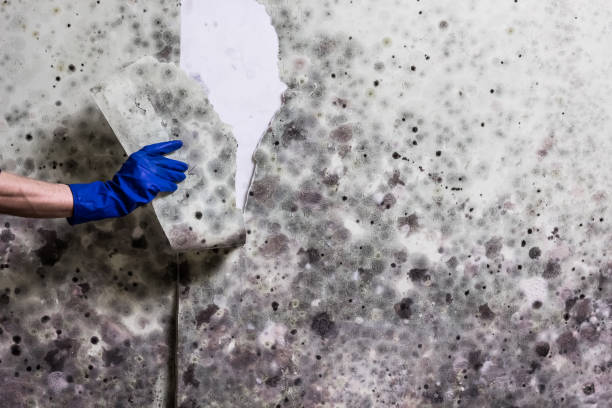 Best Mold Removal Near Me  in Morrisville, NC